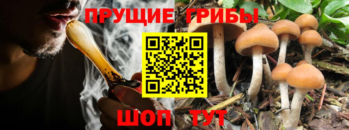 Галлюциногенные грибы Psilocybine cubensis Псков